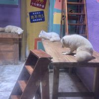 評論圖片 3