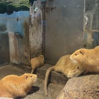 評論圖片 5
