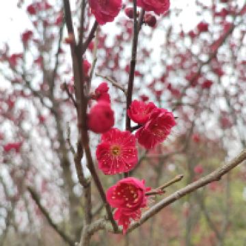 評論圖片 4