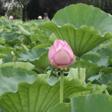 評論圖片 3