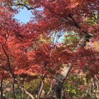 評論圖片 1