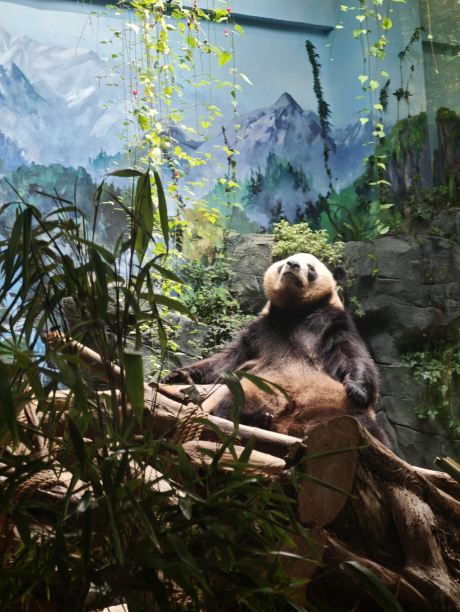 Panda Valley Tickets [2026] - Promos, Prices, Reviews & Opening