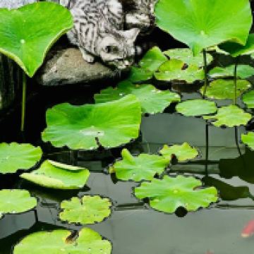 評論圖片 4