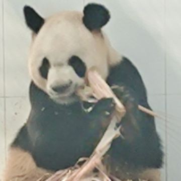 評論圖片 2