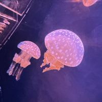 評論圖片 2