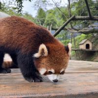 評論圖片 2