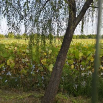 評論圖片 1