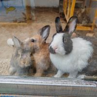 評論圖片 4