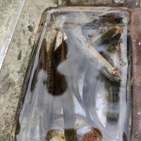 評論圖片 3
