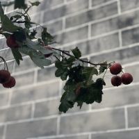 評論圖片 2
