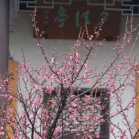 評論圖片 1