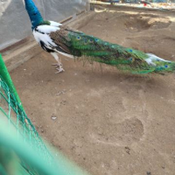 評論圖片 6