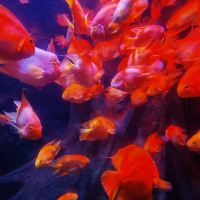 評論圖片 6