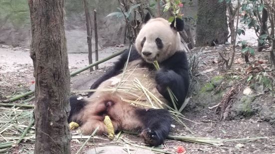去的时候已经是中午了，大熊猫除了几只在那里吃竹子，基本都在休