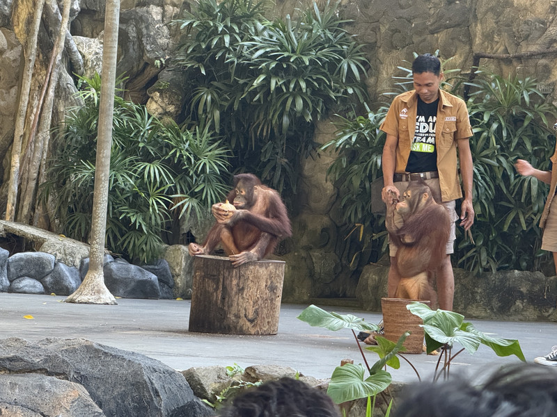 峇里島野生動物園和海洋公園用戶評價