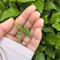 評論圖片 7