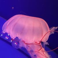 評論圖片 2