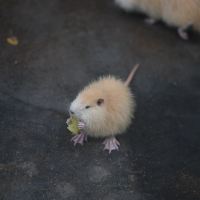 評論圖片 9