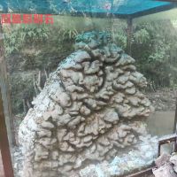 評論圖片 4