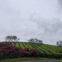 評論圖片 3