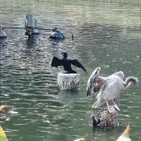 評論圖片 5