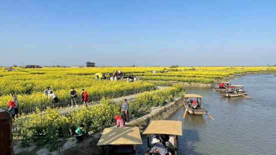 來興華水上油菜花田看油菜花已經是第二次了，本地遊人可以免費，