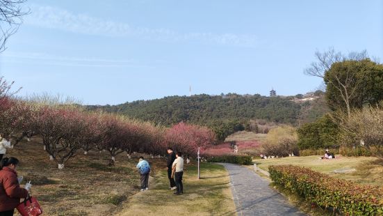 湖边山上梅花成片，人在花海中，非常漂亮。老人票30元，携程买