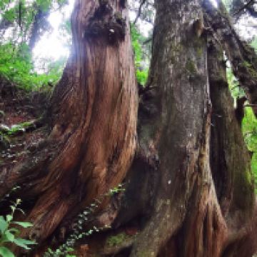 評論圖片 5