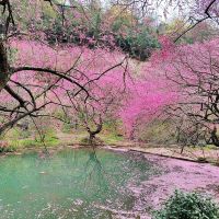 評論圖片 1