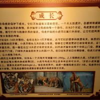 評論圖片 6