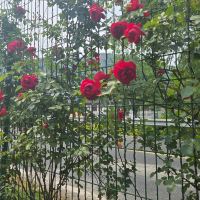 評論圖片 1