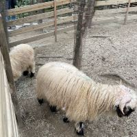 評論圖片 3