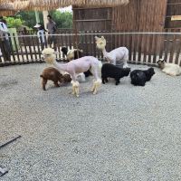 評論圖片 3