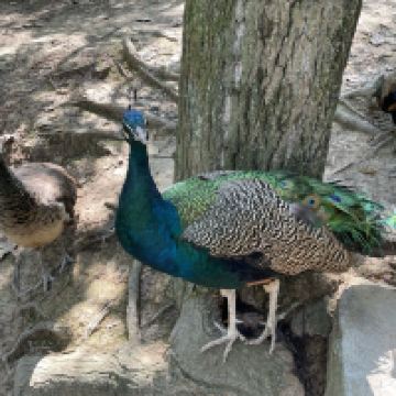 評論圖片 6
