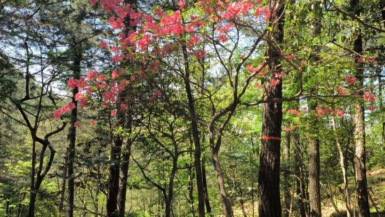 四明山最美的景色都在去四明山森林公园的路上，森林公园其实是个