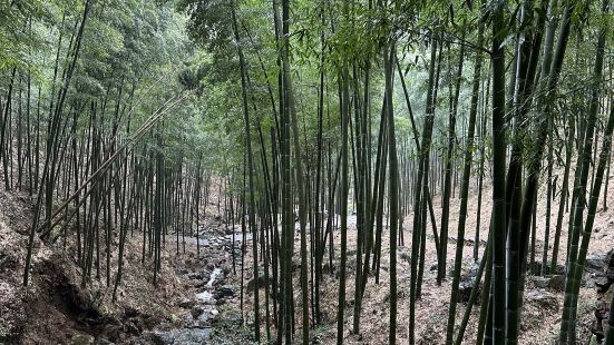 青山綠水，好久沒有親近大自然了，清明時節微風細雨中，閑逛竹園