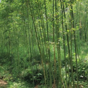 評論圖片 3