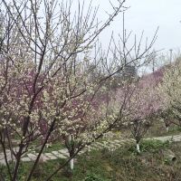 評論圖片 4
