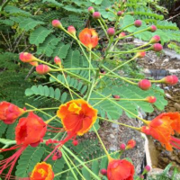 評論圖片 6