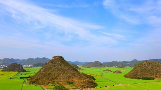 3月的羅平油菜花很大部分已結籽，花田也呈現綠油油景色，一望無