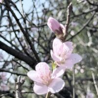 評論圖片 3