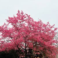 評論圖片 1