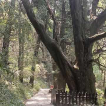 評論圖片 1