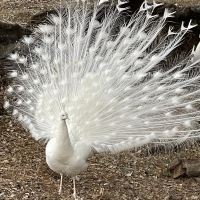評論圖片 3
