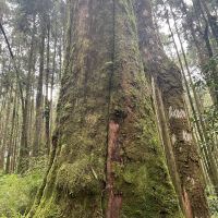 評論圖片 1