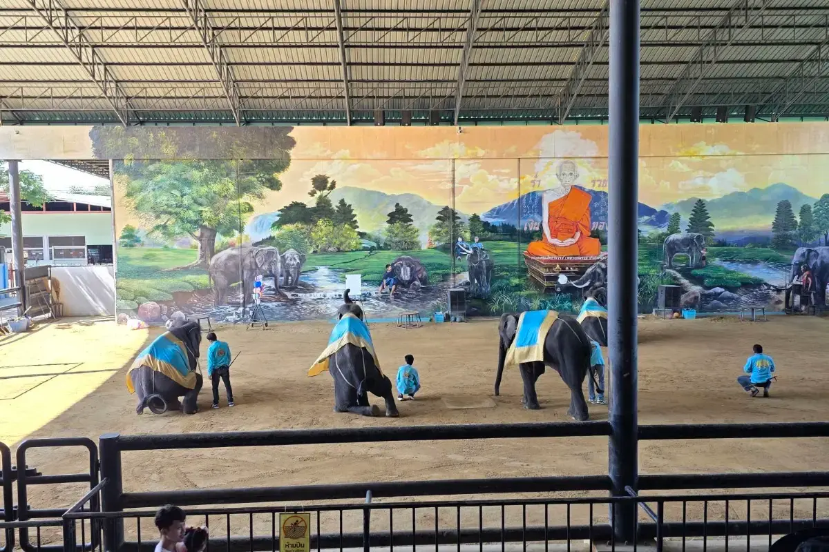 ชมการแสดงช้างแสนรู้