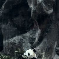 評論圖片 1