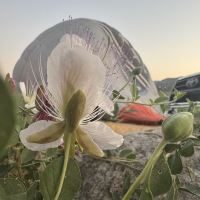 評論圖片 1