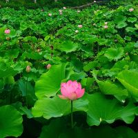 評論圖片 9