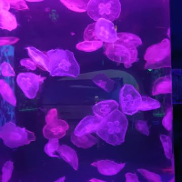 評論圖片 9